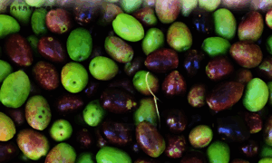 26-olive.jp thumbnail