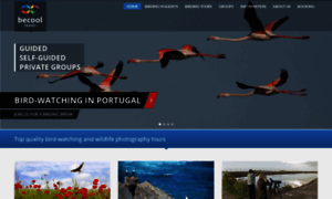 Algarve-birdwatching.com thumbnail