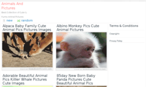 Animalsandpictures.com thumbnail