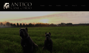 Anticocanecorso.com thumbnail