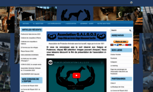 Association-galgos.fr thumbnail