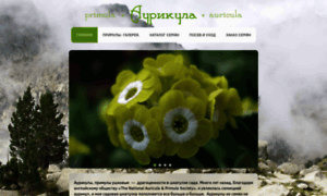 Auricula.ru thumbnail