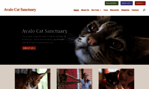 Avalocatsanctuary.com thumbnail