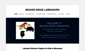 Beaverridgelabradors.com thumbnail