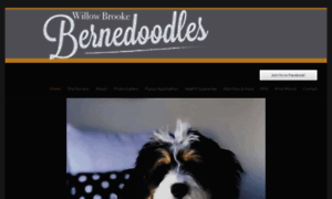 Bernedoodles.ca thumbnail