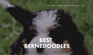 Bestbernedoodles.com thumbnail