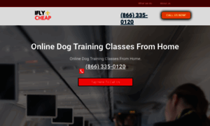 Besttrainingdogs.top thumbnail