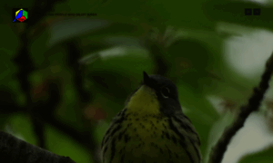 Birding.com thumbnail