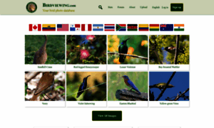Birdviewing.com thumbnail