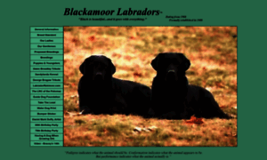 Blackamoorlabradors.com thumbnail