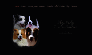 Bordercollies.es thumbnail