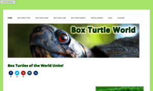 Boxturtleworld.com thumbnail