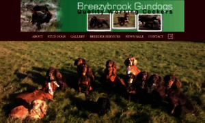 Breezybrookgundogs.co.uk thumbnail