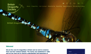 British-dragonflies.org.uk thumbnail