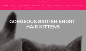 British-shorthair-kitten.com thumbnail