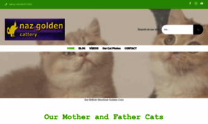 Britishshorthairgoldencat.com thumbnail