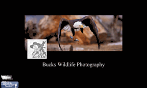Buckswildlifephotography.com thumbnail