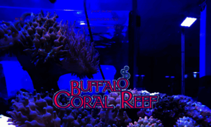 Buffalocoralreef.com thumbnail