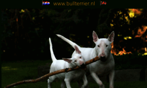 Bullterrier.nl thumbnail