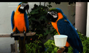 Buyhomeparrots.com thumbnail