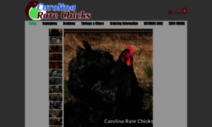 Carolinararechicks.net thumbnail