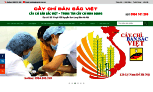 Caychi.com.vn thumbnail