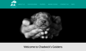 Chadwicksgoldens.com thumbnail