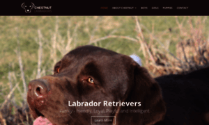 Chestnutlabradors.com thumbnail