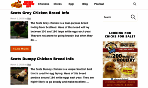 Chickenandchicksinfo.com thumbnail