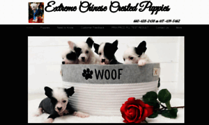 Chinesecrestedpuppiesforsale.com thumbnail