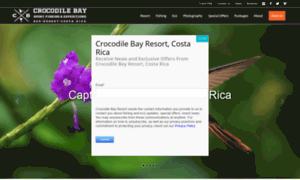 Crocodilebay.net thumbnail
