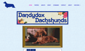 Dandydoxdachshunds.com thumbnail