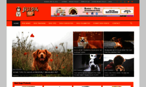 Dognews.site thumbnail