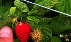 Dryoungspondberryfarm.com thumbnail