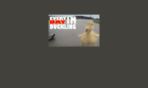 Duckl.com thumbnail