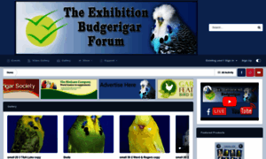 Exhibitionbudgerigarforum.co.uk thumbnail