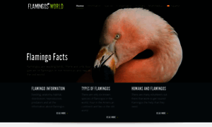 Flamingos-world.com thumbnail