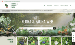 Florafaunaweb.nparks.gov.sg thumbnail