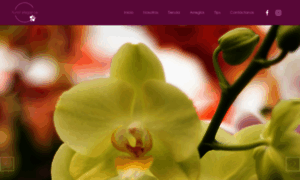 Floralelegance.mx thumbnail