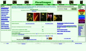 Floralimages.co.uk thumbnail