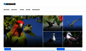 Flybirdworld.com thumbnail