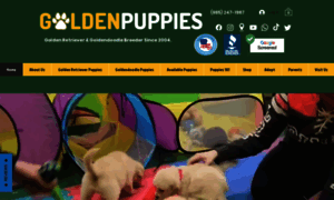 Goldenpuppies.com thumbnail