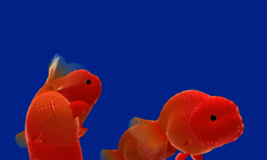 Goldfishies.com thumbnail