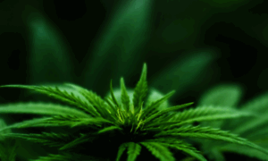 Greengategarden.com thumbnail