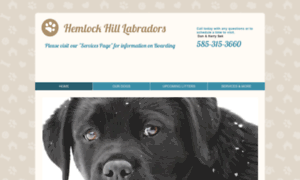 Hemlockhilllabradors.com thumbnail