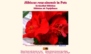 Hibiscus-sinensis.com thumbnail
