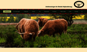 Highland-cattle.dk thumbnail