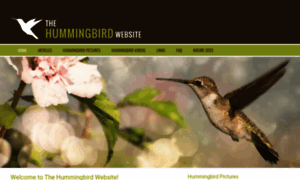 Hummingbirdwebsite.com thumbnail