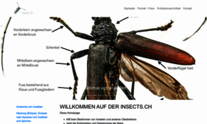 Insects.ch thumbnail