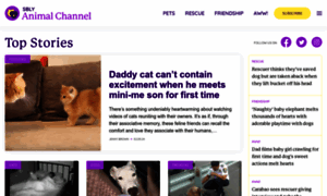 Instant.animalchannel.co thumbnail